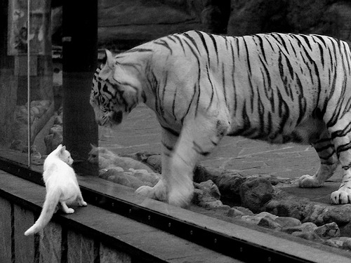 爱游戏平台-麦金托什冲刺阶段爆发力惊艳全场，麦金托什还是马金托什