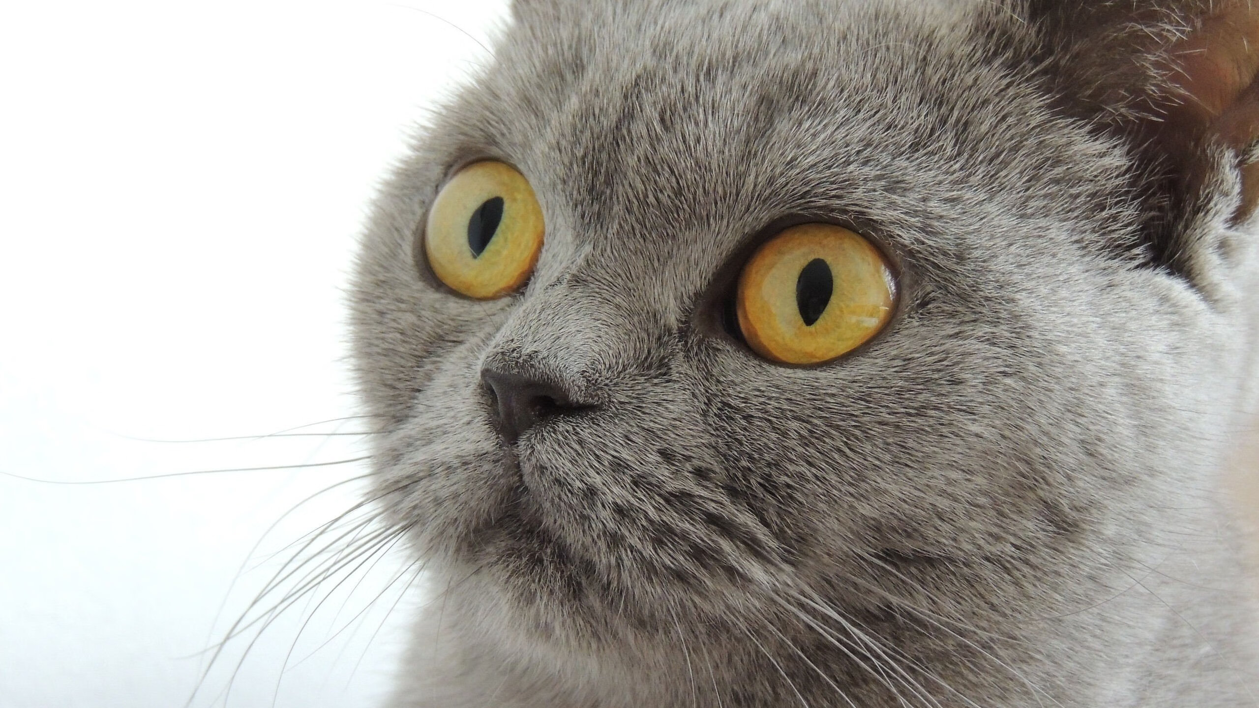 2024预演强势，加拿大战斗力十足，加拿大战役